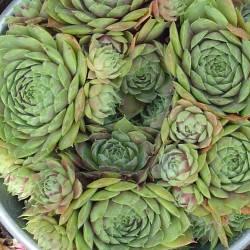 Sempervivum - Dachwurz - Hauswurz